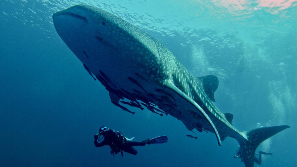 best scuba diving sites in Thailand