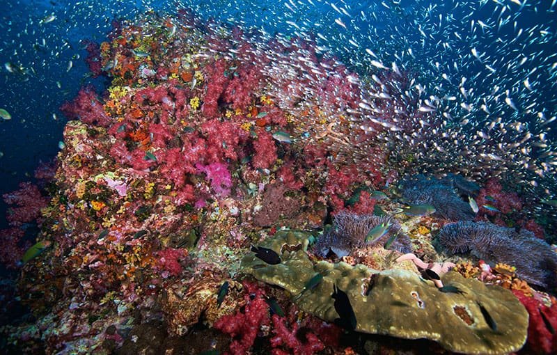 best scuba diving sites in Thailand